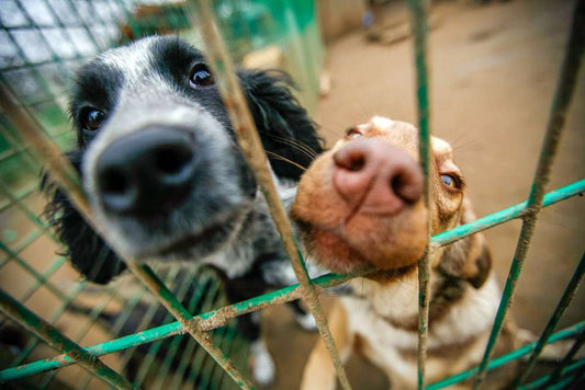 10 Reasons Why Adopting a Dog Will Change Your Life