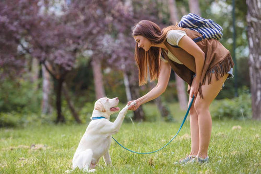 The Dos and Don’ts of Training Your Puppy