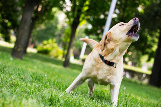 Barking Up the Right Tree: Tips and Tricks for Dog Owners