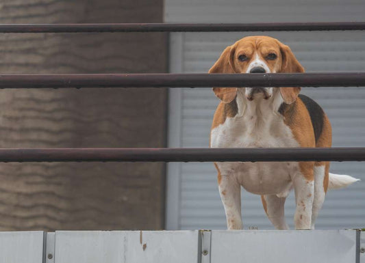 Beagle Baby Price in India And Breed Information