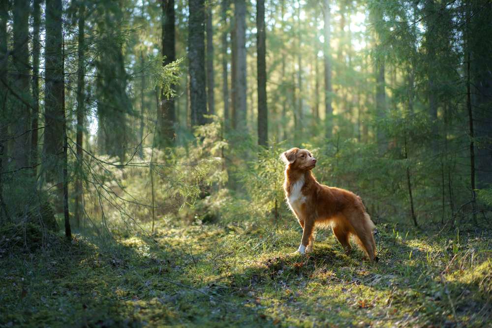 Exploring the rise of insect-based dog food in India