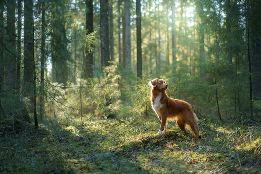 Exploring the rise of insect-based dog food in India