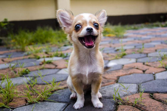 Chihuahua Price In India And Breed Information