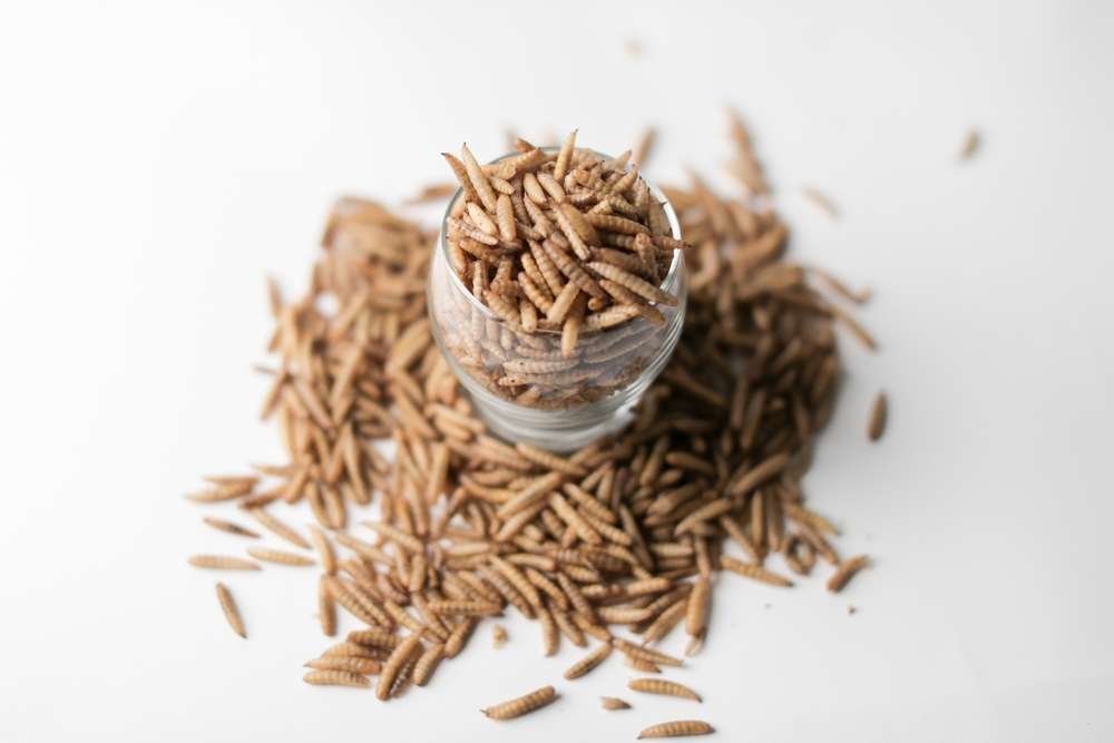 Why Insect Pet Food Is Creating a Buzz in the Pet Food World