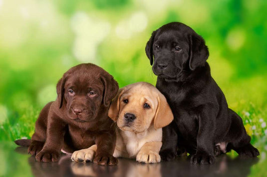 Labrador Price In India And Breed Information