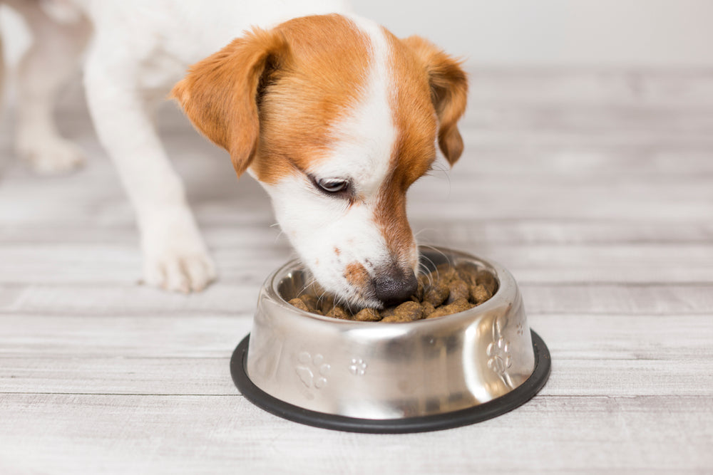 The Importance of Creating Your Dogs Diet Perfect