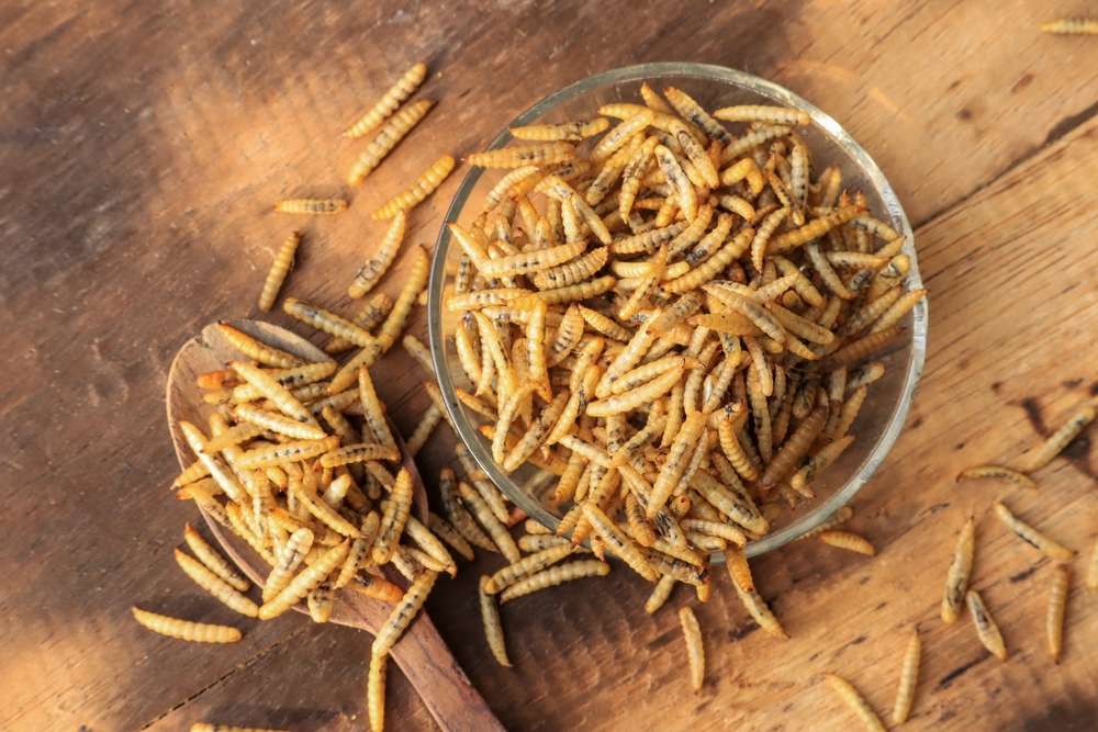 Why Your Dog Needs Insect Protein for the Best Nutrition and Health