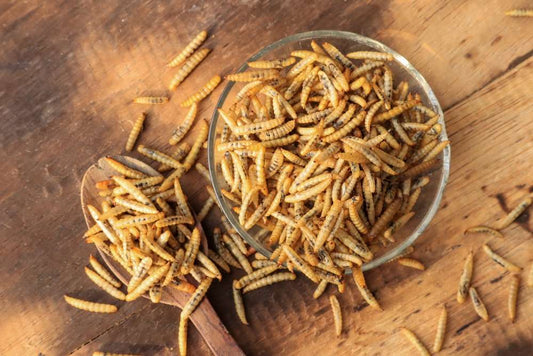 Why Your Dog Needs Insect Protein for the Best Nutrition and Health