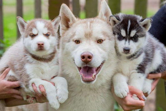 Siberian Husky Price in India & Breed Information
