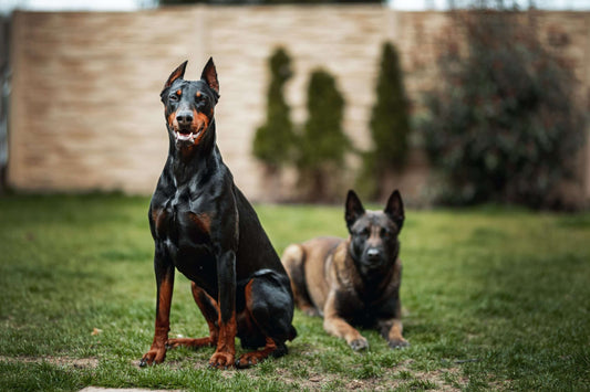 Doberman Price in India: Factors to Consider When Buying a Doberman