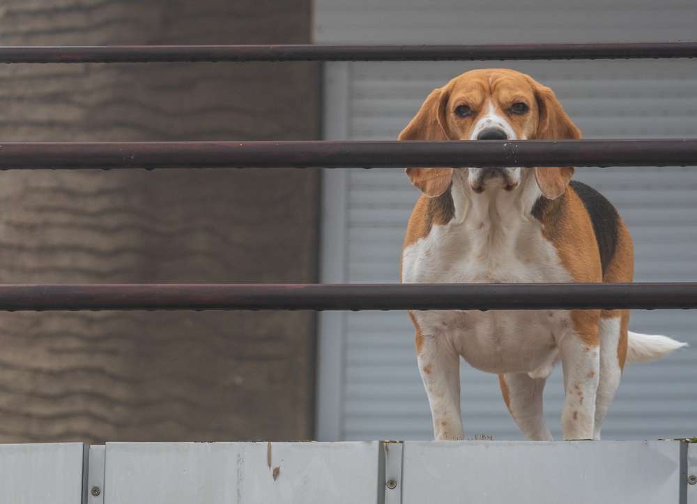 Beagle Baby Price in India And Breed Information