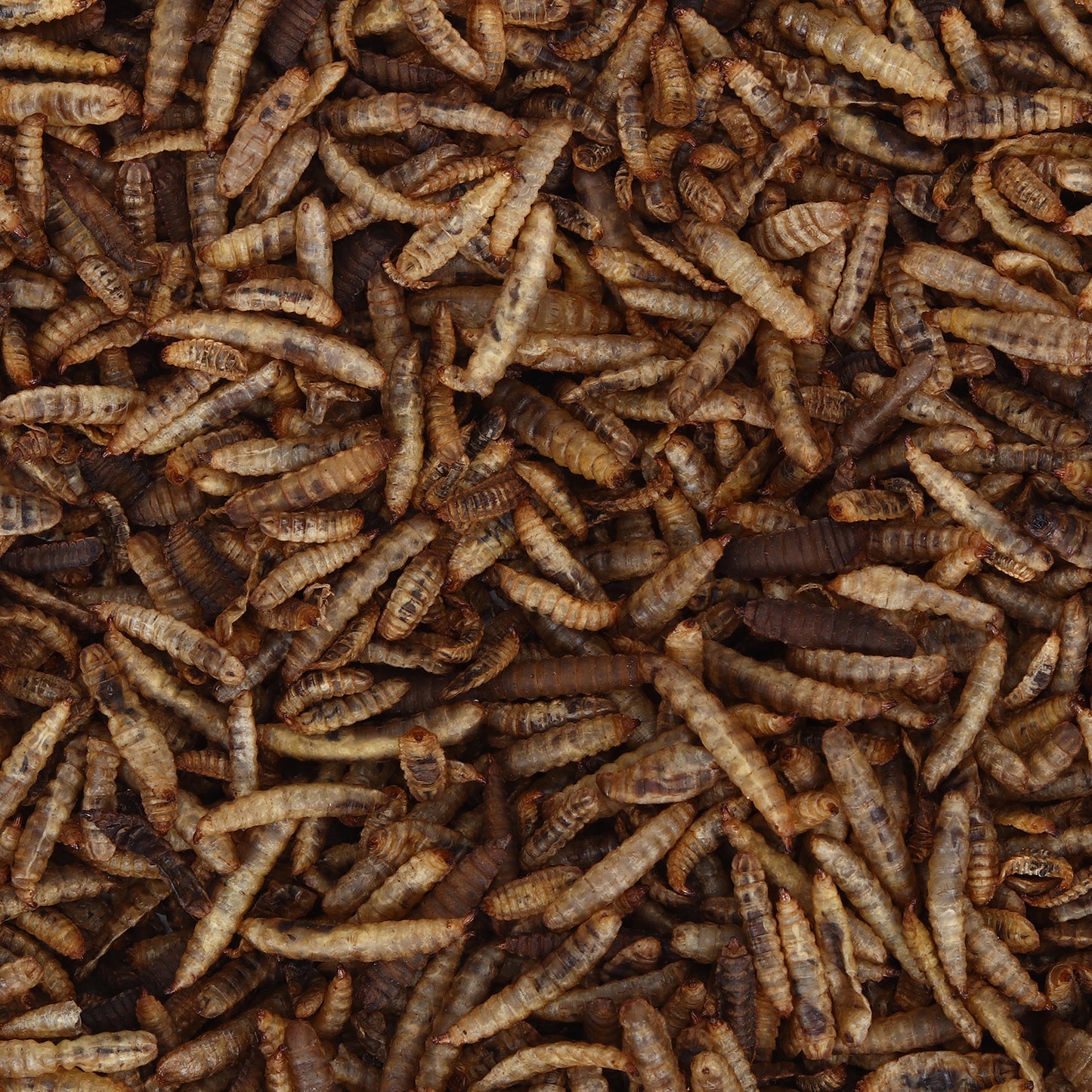 Boggos Dried BSFL Grubs