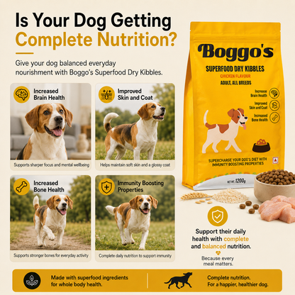 Complete Dog Food | 1.2 kg | Chicken & Rice with BSFL |  Delicious Taste, Vet-Formulated Nutrition!