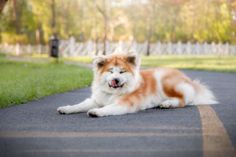 Akita Dog Price in Delhi And Breed Information - Boggos