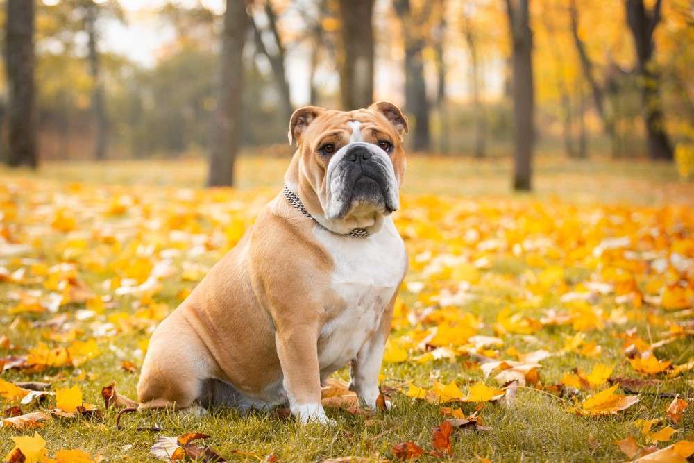 Bulldog Price in India And Breed Information - Boggos